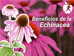 Como subir las defensas de forma natural con Equinacea