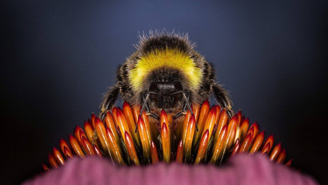 Crema veneno de abeja Apitox