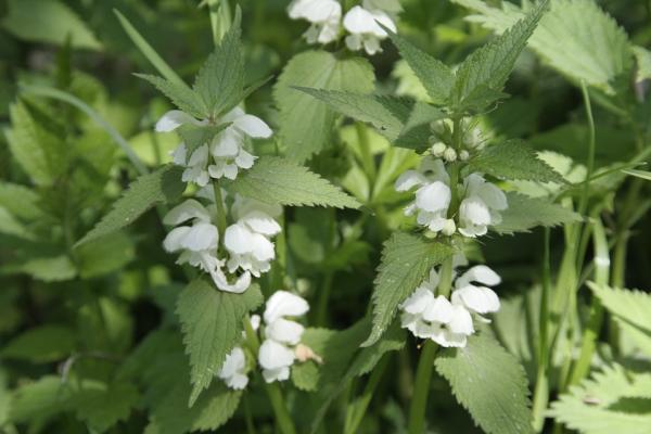 Descubre los beneficios y propiedades de la Ortiga Blanca