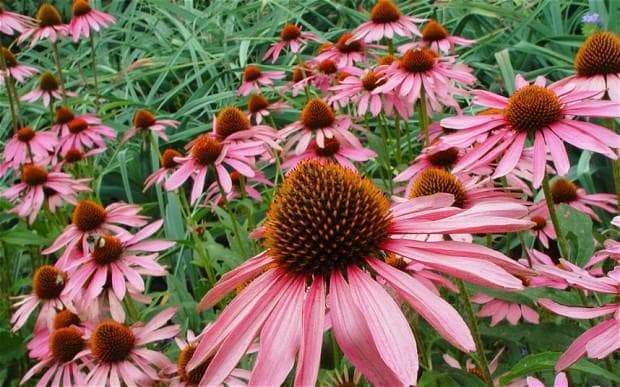 Echinacea: Para que Sirve y Propiedades