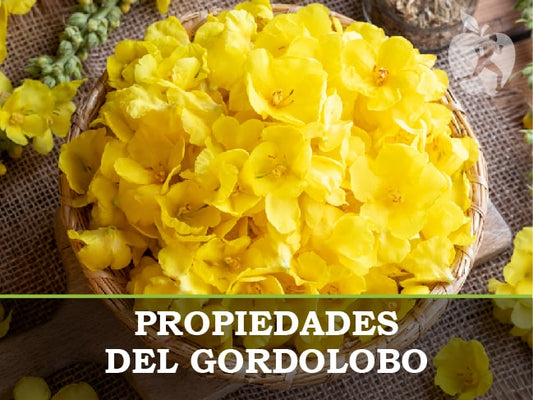 Gordolobo planta: para qué sirve y propiedades