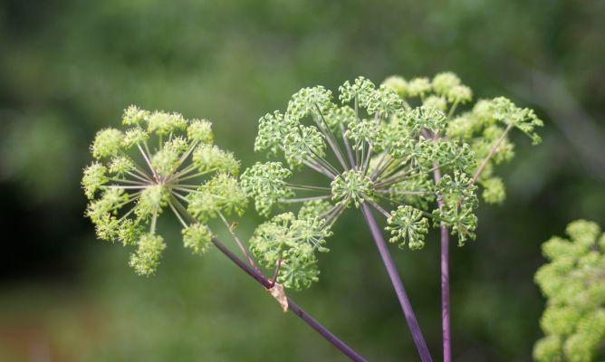 Los Beneficios de la Angelica