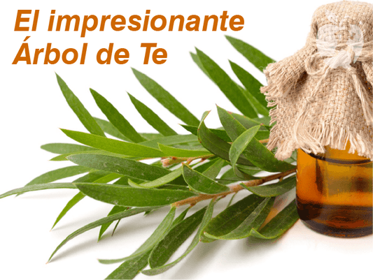 ¿Para qué sirve el Aceite de Arbol del té y cuáles son sus beneficios?