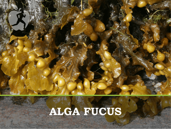 ¿Para qué sirve el Alga Fucus?