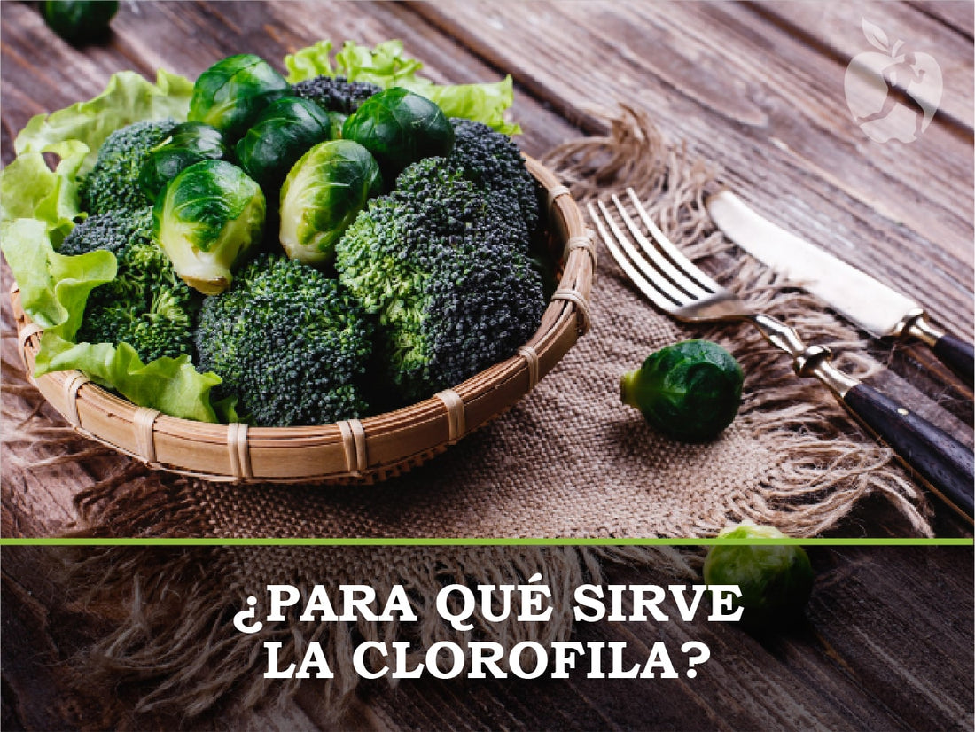 ¿Para qué sirve la Clorofila?