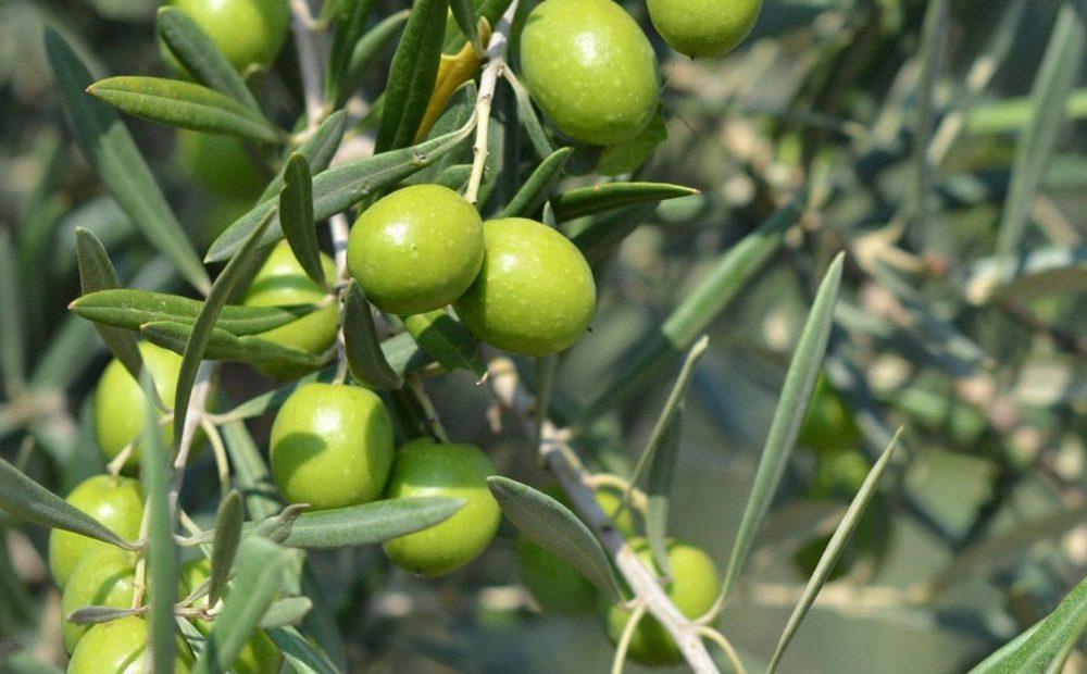 ¿Para qué sirve las hojas del Olivo? Todos sus Beneficios y Propiedades