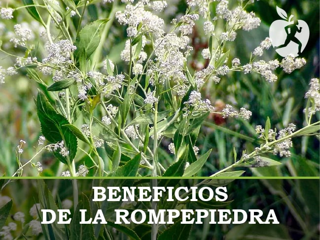Planta Rompepiedras: para qué sirve y beneficios