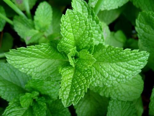Propiedades y Beneficios de la Menta Piperita ¿Para qué sirve?