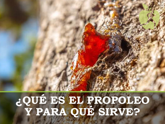 Propoleo: propiedades y para qué sirve