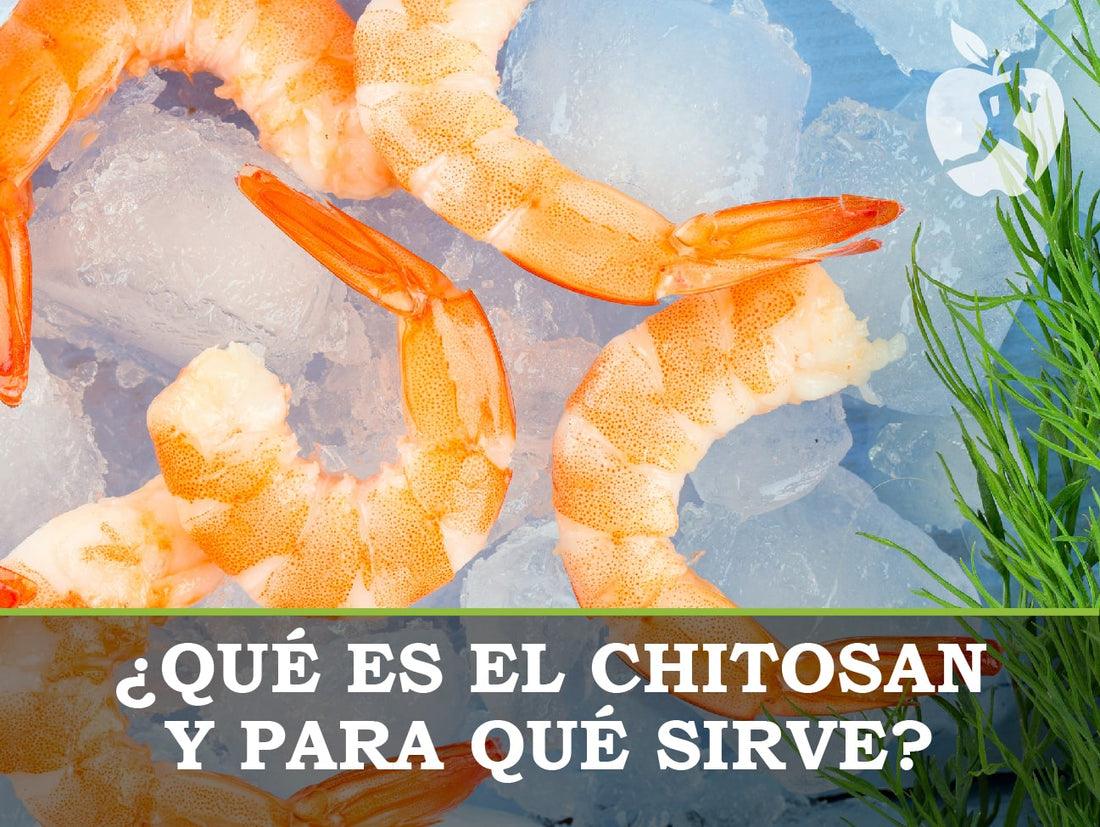 ¿Qué es el Chitosan y para qué sirve?