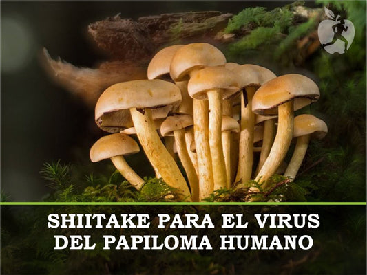 Shiitake para el virus del papiloma humano