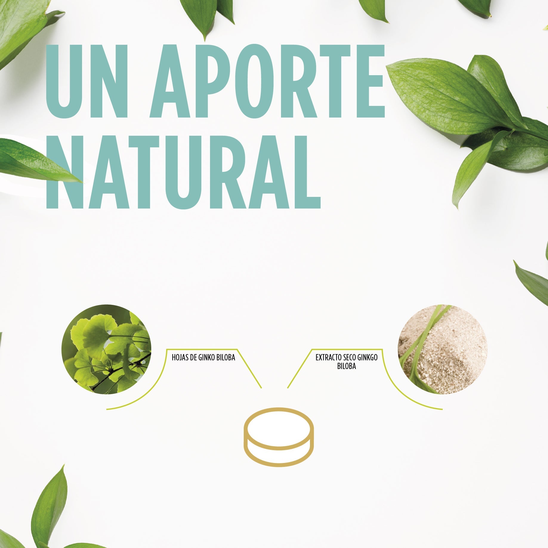 Ginkoro Cogniben 90 Comprimidos | Eladiet - Dietetica Ferrer