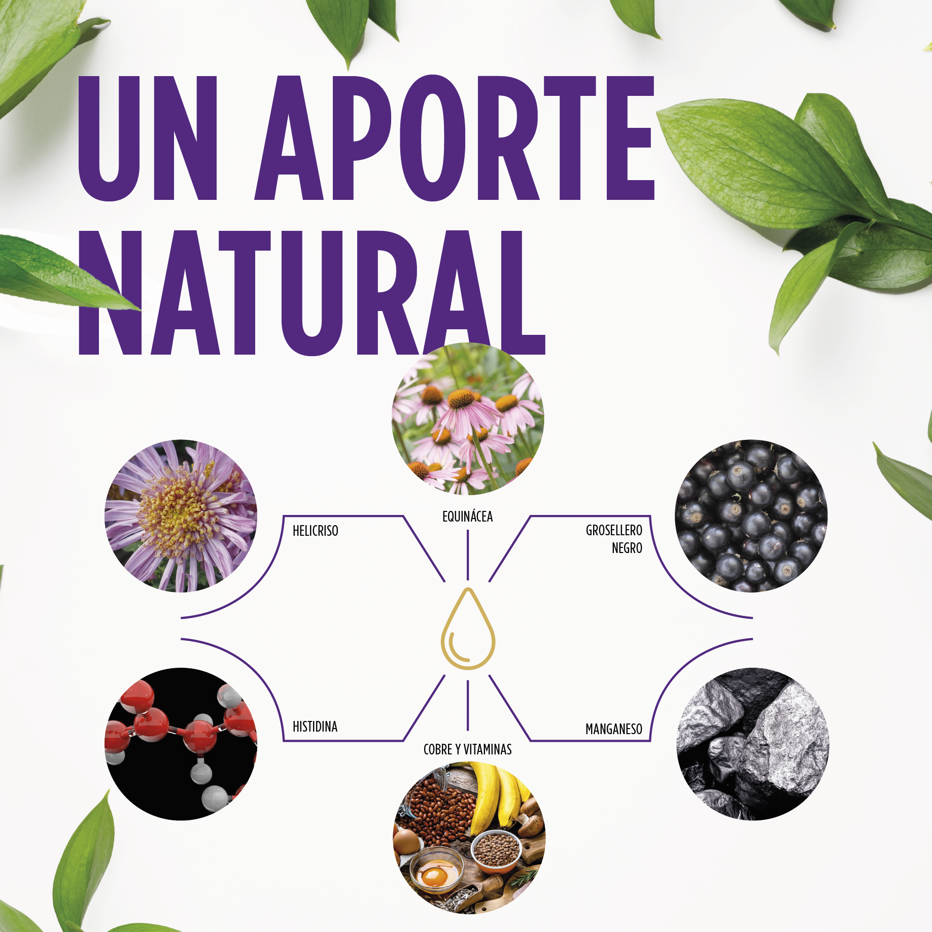 Sol de Oro Jarabe 250 ml | Eladiet - Dietetica Ferrer